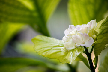 flores blancas de un hortensia