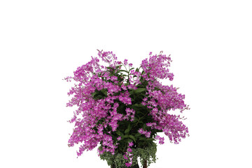 Image of many purple orchid flowers isolated on transparent background png file.