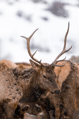 elk herd at elk refuge in winter snow