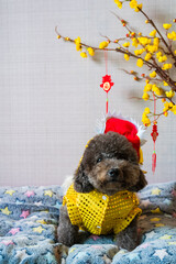 Adorable black poodle dog sitting on his bed wearing chinese new year dragon dress with hanging pendant (word mean blessing) and yellow cherry blossom.