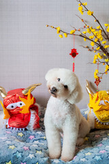 Adorable white poodle dog sitting on his bed with chinese new year dragon dress that have hanging pendant (word mean blessing) and yellow cherry blossom.