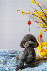 Adorable black poodle dog sitting on his bed with chinese new year dragon dress that have hanging pendant (word mean blessing) and yellow cherry blossom.
