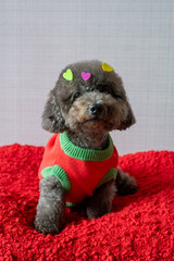 Adorable black poodle dog sitting on red bed with love shape stickers on his fur for Valentines day concept.