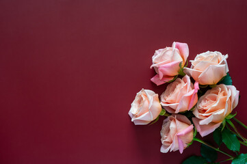 Pink roses on dark red background for Valentines and Mother day concept.