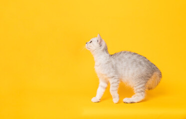 Small white kitten with black stripes, cat Scottish fold breed and looking over on orange...