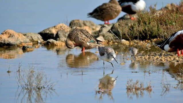A group of birds by the water with reflections and rocks around, (Spatula clypeata), (Recurvirostra avosetta), (Tringa Nebularia) Foraging for Food with Flock of Birds in Background, in natural parck