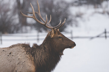 Bull elk with antlers profile in winter snow