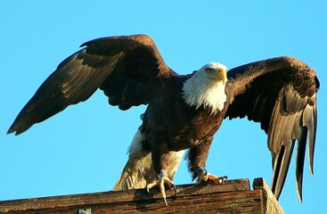 Bald Eagle About to Fly 