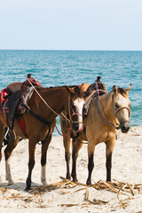 horses on the beach