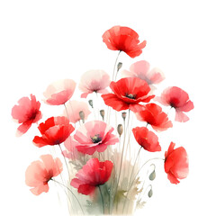 poppy flowers isolated on white