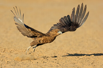 Immature bateleur eagle (Terathopius ecaudatus) taking off, Kalahari desert, South Africa.