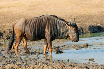 A blue wildebeest (Connochaetes taurinus) at a waterhole, Kruger National Park, South Africa.