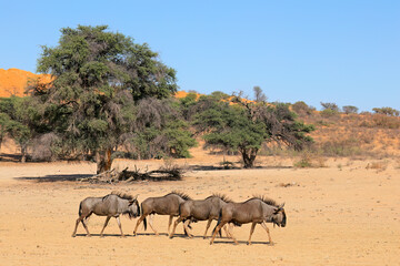 Blue wildebeest (Connochaetes taurinus) walking in a dry riverbed, Kalahari desert, South Africa.