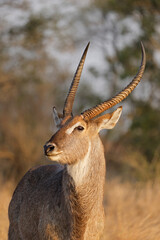 Portrait of a male waterbuck (Kobus ellipsiprymnus), Kruger National Park, South Africa.