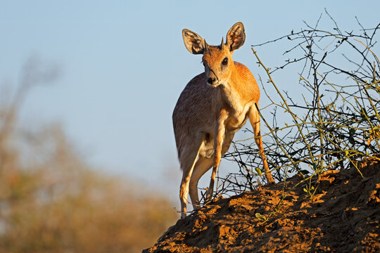 A male Sharps grysbok (Raphicerus sharpei) in natural habitat, Kruger National Park, South Africa.