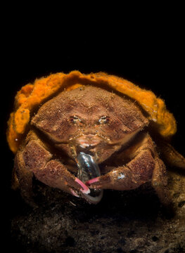 Sponge Crab, Dromia personata,Dromiidae. Mediterranean Sea. Alghero, Sardinia, Italy