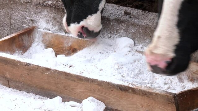 Dairy farm, simmental cattle, feeding cows on farm. Cow licking salt
