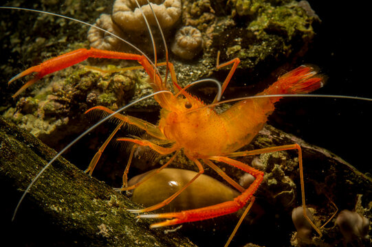 Boxer shrimp, Stenopus spinosus, Crustacea, Decapoda. Gambero meccanico (Stenopus spinosus)..