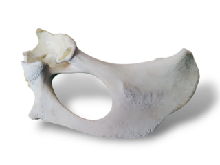 Deer half pelvic bone isolated on transparent background. 
