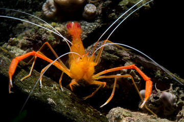 Boxer shrimp, Stenopus spinosus, Crustacea, Decapoda. Gambero meccanico (Stenopus spinosus)..