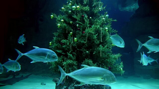 School of Fish Swimming Around a Christmas Tree