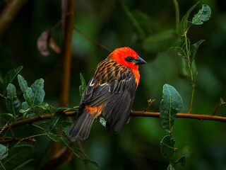 Vibrant red bird perching under the shade in nature
