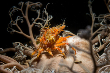 Stella gorgona e granchio Lissa chiragra crab. This crab lives at a depth of 30-60 metres in the...