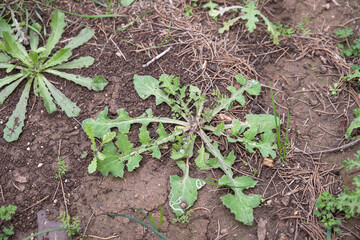 green dandelion plant leaves in the field