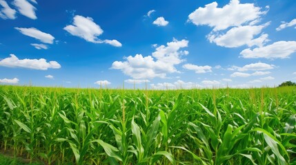 Fototapeta na wymiar agriculture corn field row
