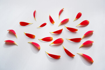 Set of flower petals, Red and orange gradation flower petals composition on white background. Beautiful bright petals collection. 