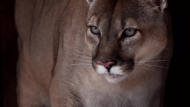 Beautiful Canadian Cougar, Puma Concolor eat raw meat during snowfall in national park. 4k 120fps super slow motion raw footage 
