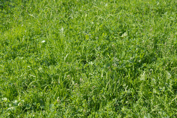 wild plants in the field. lush green grass.