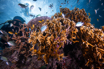 Coral reef fish swimming above pristine diverse reef in the Pacific Ocean