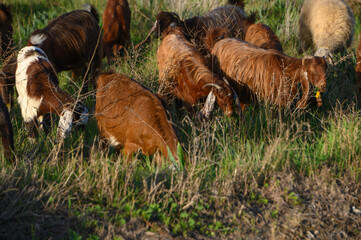 a flock of sheep and goats graze on a field in the village 4