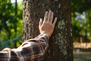 Human hands touching tree green forest in tropical woods, hug tree or protect environment, co2, net zero concept, pollution or climate change, earth day