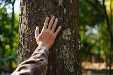 Human hands touching tree green forest in tropical woods, hug tree or protect environment, co2, net...