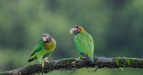 a pair of brown-hooded parrot perched on a branch at boca tapada in costa rica