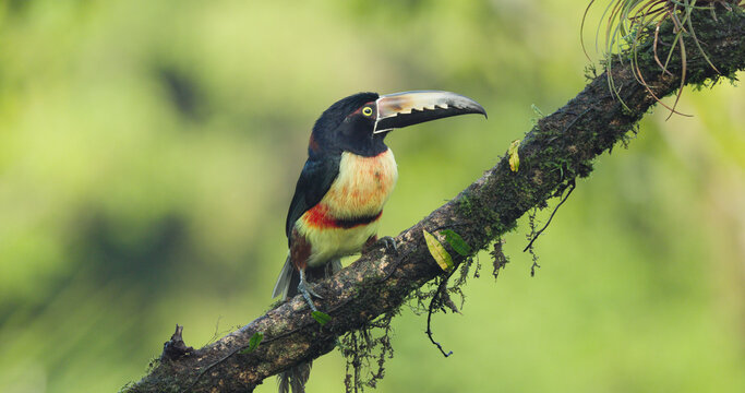 close up of a collared aracari perched on a tree branch at boca tapada of costa rica