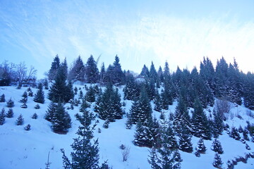 A mountain slope with different vegetation and snow.