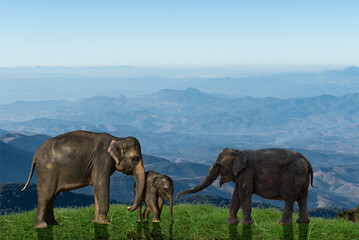 Wild elephant family on forest background.
