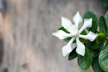 Cape jasmine or Gardenia jasminoides flower on natural background.