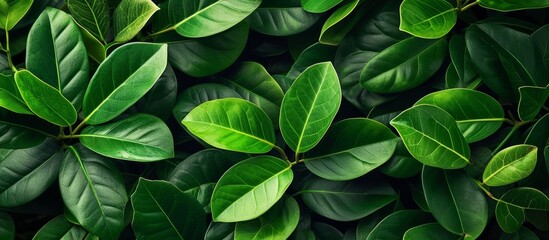 Vibrant Ficus Pandemonium: Lush Green Leaves against a Serene Background of Ficus Pand with Green Leaves, Creating a Mesmerizing Foliage-filled Haven