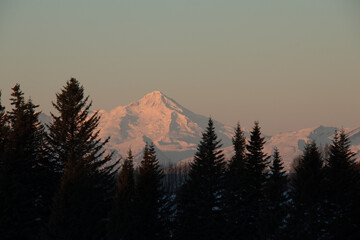 snowy mountain between trees