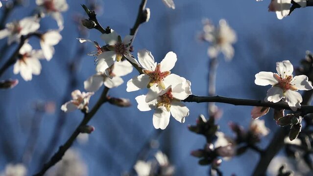 Spring blossoms on fruit tree 