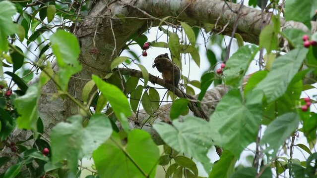 Seen through the foliage eating fruits, Burmese Striped Squirrel Tamiops mcclellandii, Thailand