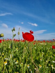 Field poppy against blue sky. Turkey. May 2023. Beautiful field poppy blue sky, great design for any purposes. Spring meadow.