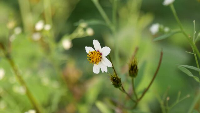 Bidens Pilosa daisy flower, close up side angle shot of a daisy weed flower