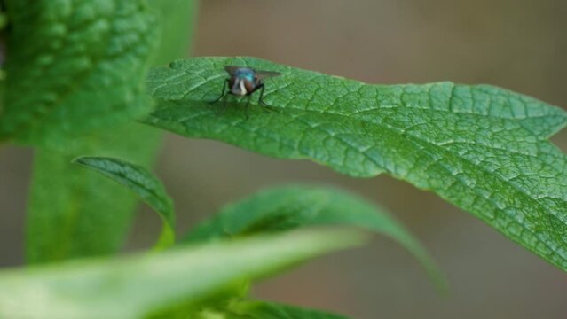 close up shot of a blue fly on a green leaf, slowed down and stabilized