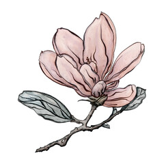 Magnolia flowers and leaves. Hand drawn watercolor drawing. Pink, beige, design for packaging and greeting cards.