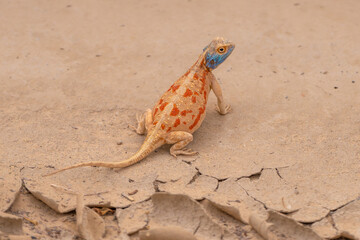 Ground agama - Agama aculeata on red ground. Photo take at Photo from Kgalagadi Transfrontier Park in South Africa.